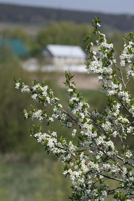 Free Spring White photo and picture