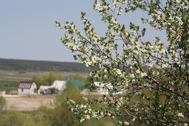 Free Spring White photo and picture