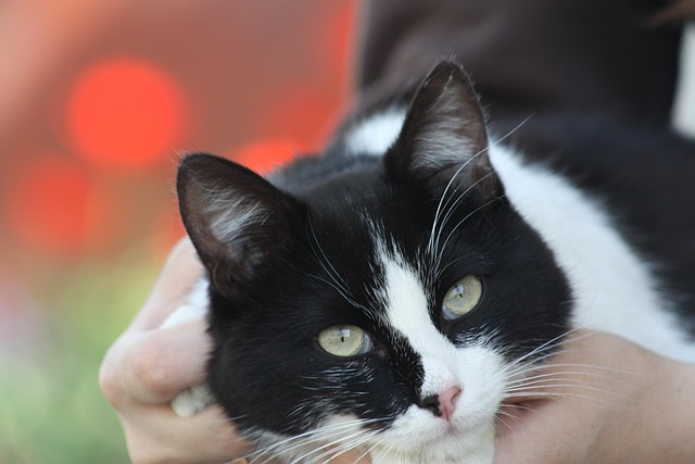 Free Cat Animals photo and picture
