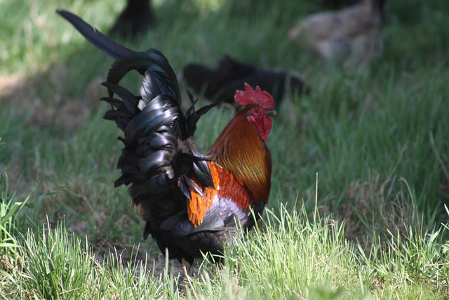 Free Spring Nature photo and picture