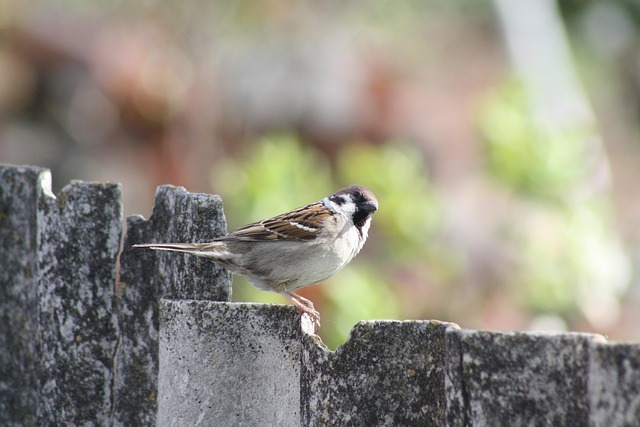 Free Spring Nature photo and picture