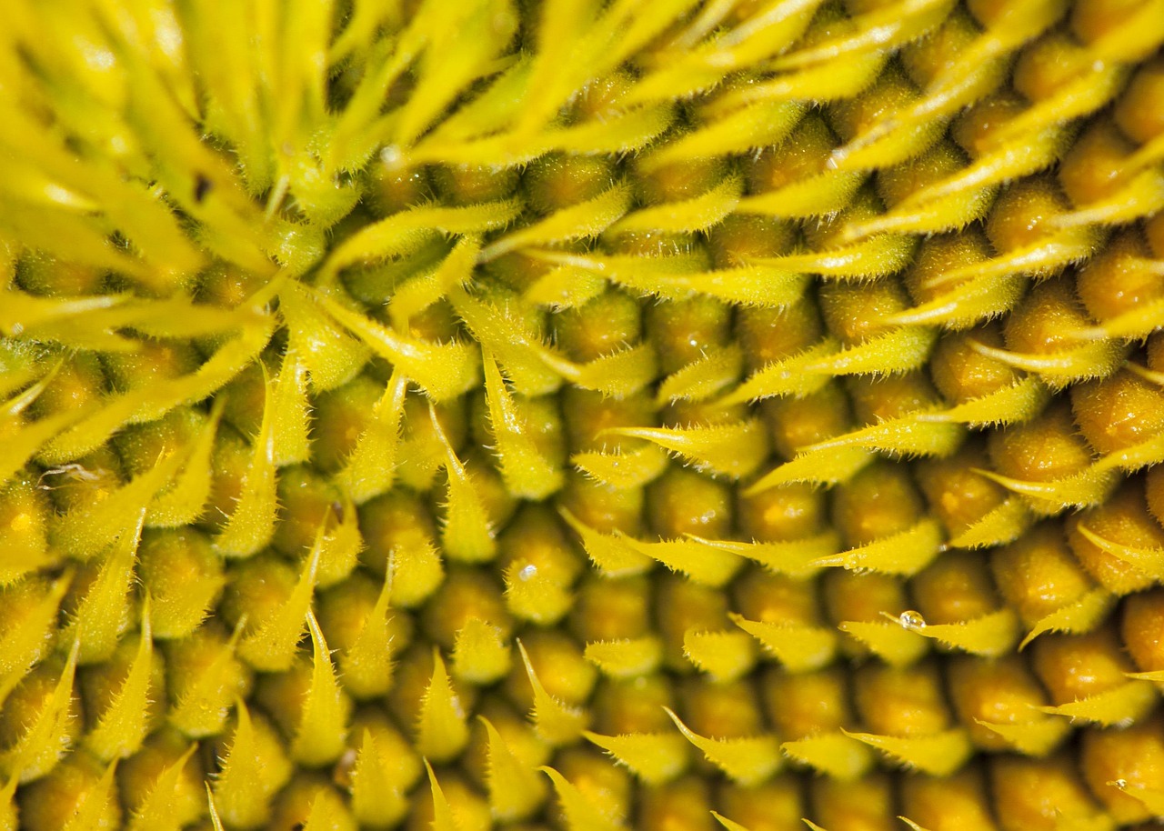 花 种子 向日葵 - Pixabay上的免费照片 - Pixabay