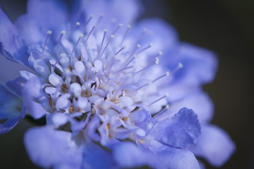 Blume, Blüte, Blumen, Blütenblatt