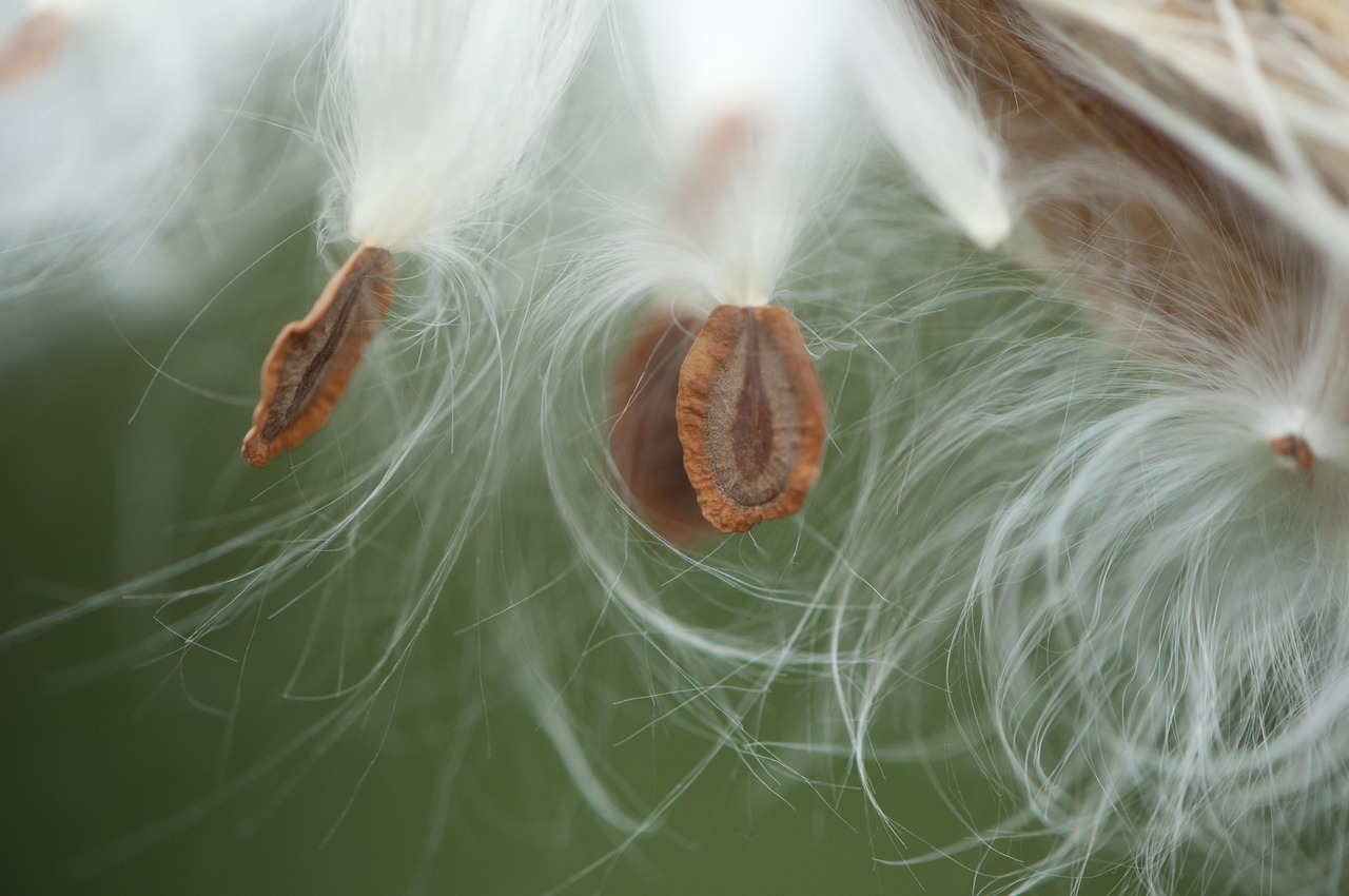 Wolfsmilch Pod, Wolfsmilch Samen, Makro