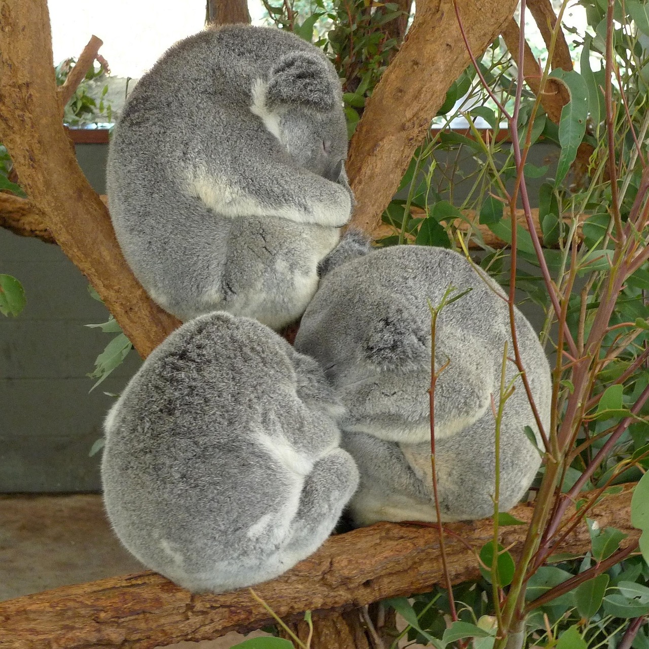 koala-179853_1280.jpg