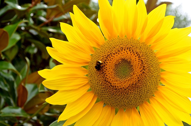Sunflower Bee Yellow - Free photo on Pixabay - Pixabay