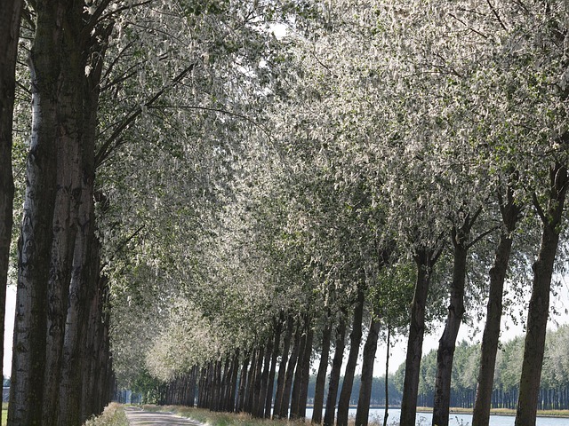 Free Trees Landscape photo and picture