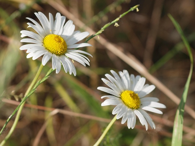 Free Flower Meadow photo and picture