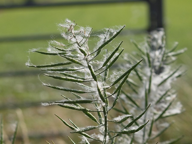 Free Grass Nature photo and picture