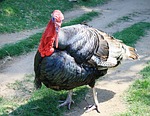 turkey, fowl, poultry