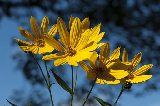 Sonnenblumen, Blumen Hintergrund, Blumen