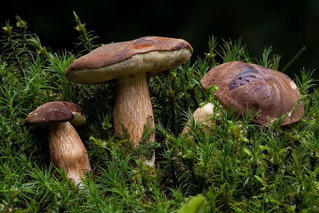 Free Gathering Boletus Badius photo and picture