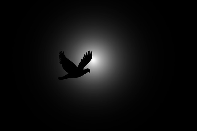 Free fly bird flying illustration