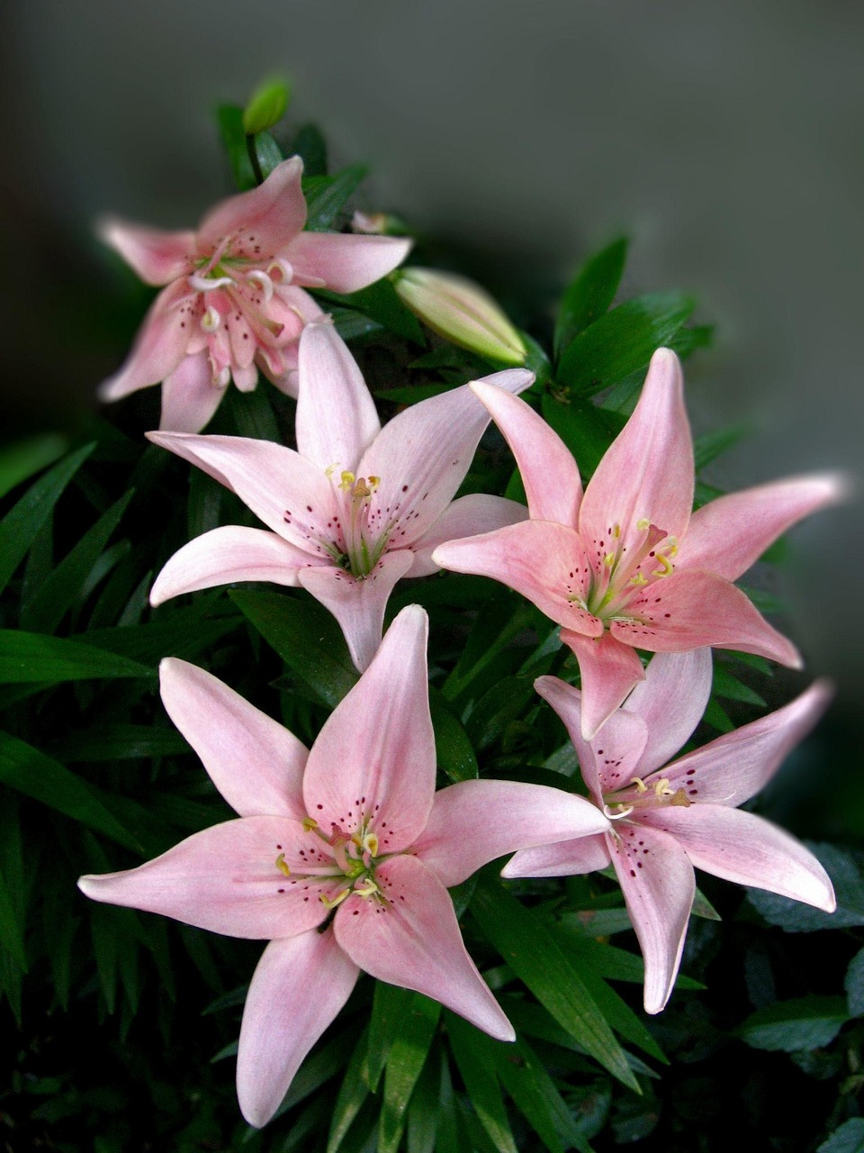 Rose Lilies Flower Free photo on Pixabay Pixabay