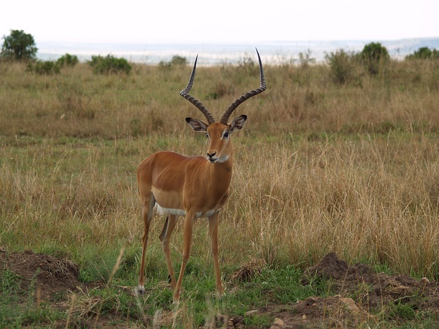 Free Africa Wild photo and picture