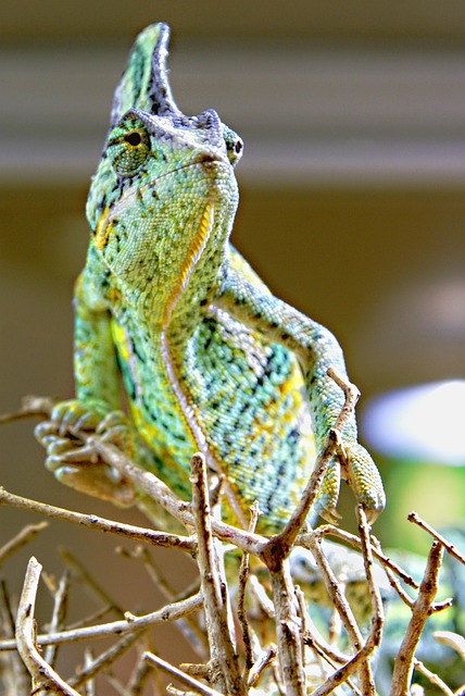 Chameleon, Zvířata, Zelená, Hmyzožravec