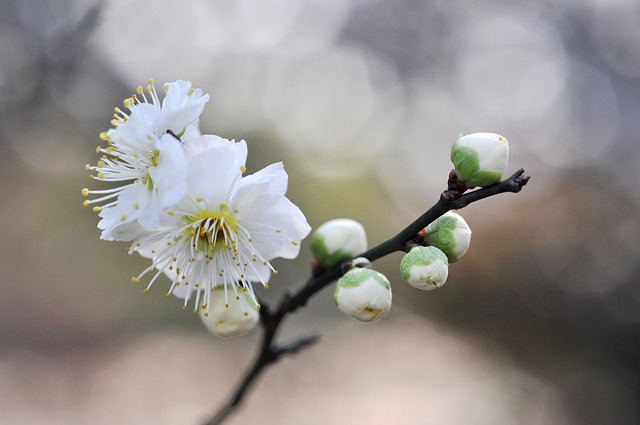 Hvid Blomme