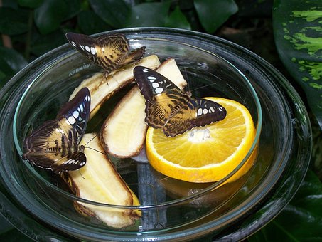 Free Butterflies Insects photo and picture