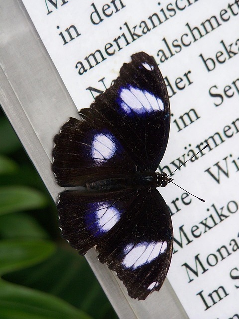 Free Butterfly Wing photo and picture