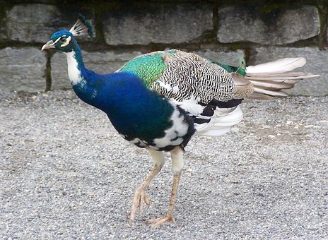 Free Peacock Bird photo and picture