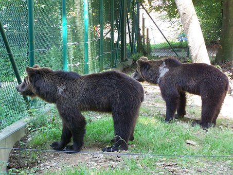 Free Bear Animal photo and picture