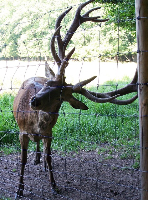 Free Deer Wild photo and picture