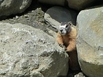 hoary, marmot, rodent