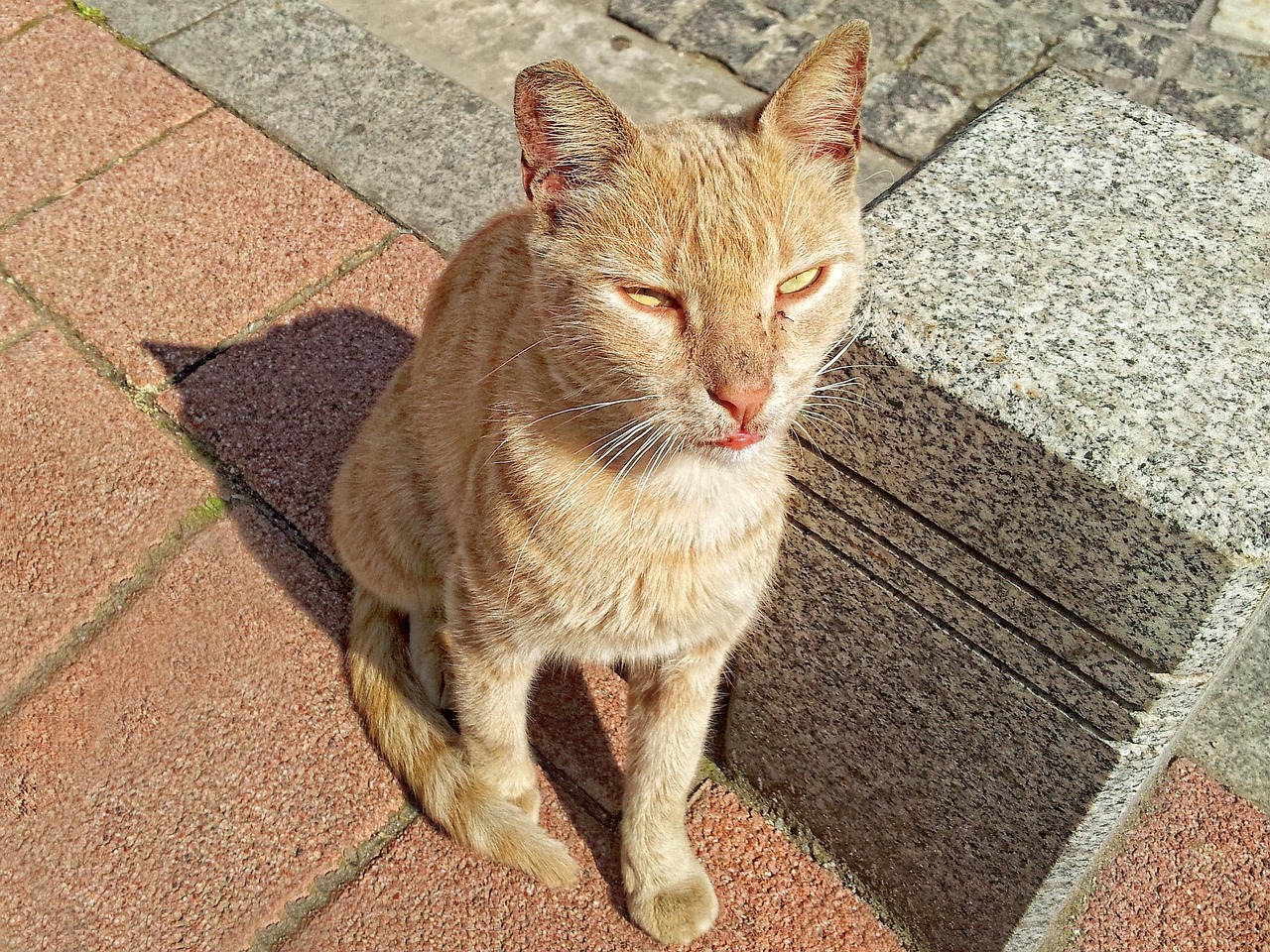 Cat Lightening Reddish Fur Free photo on Pixabay Pixabay