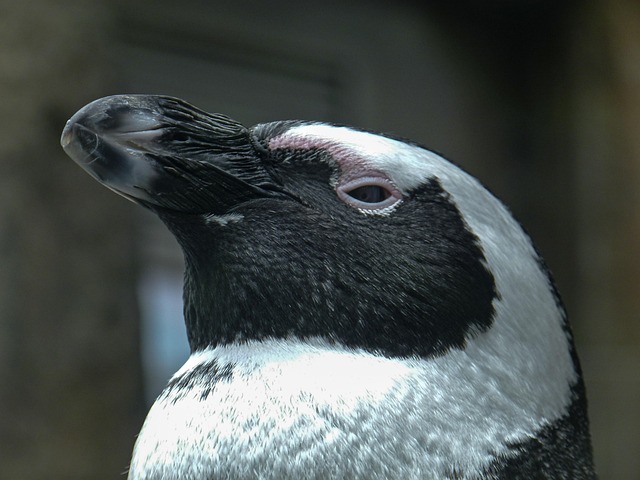 Free African Penguin Aves photo and picture