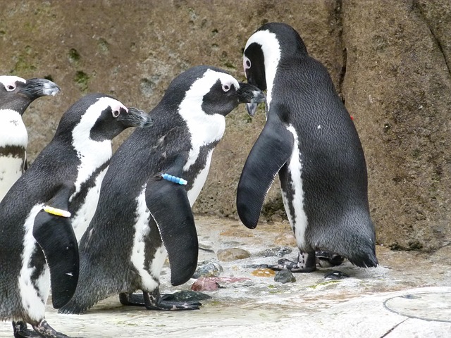 Free African Penguin Aves photo and picture