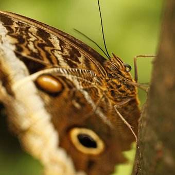 Free Butterfly Insects photo and picture