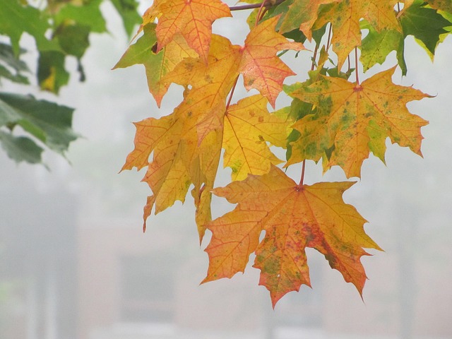 Free Autumn Fall Colors photo and picture
