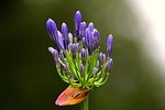 agapanthus, flower, wildflower