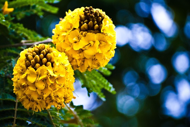 Free Flowers Beautiful Flowers photo and picture
