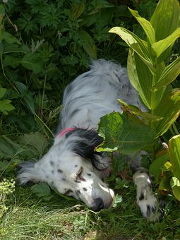 Setter, Setter Anglais, Chien