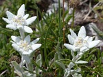 alpine edelweiß, ordinary, edelweiss
