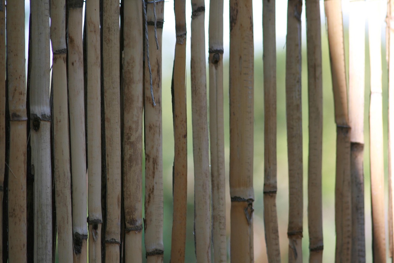 Bamboo Yellow Stalks Free photo on Pixabay