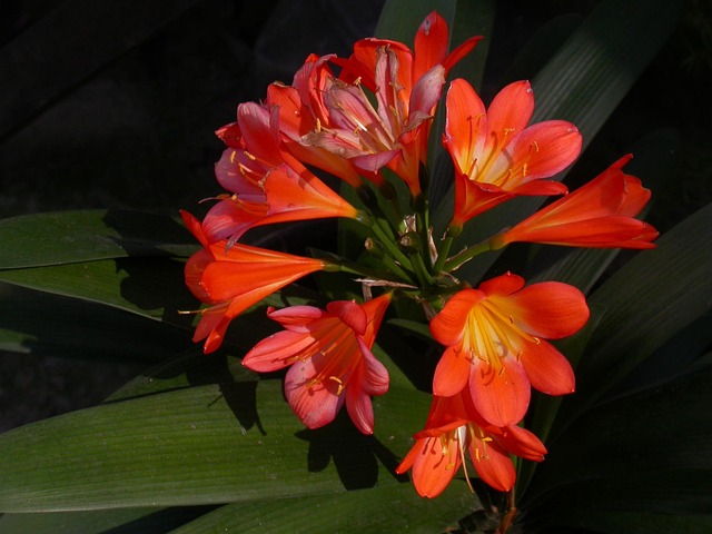 Free Floral Plants photo and picture