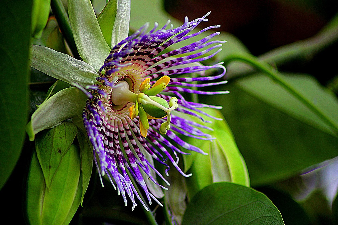 flower-181983_1280.jpg