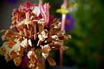 flower, old, withered