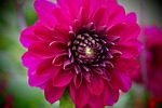 flower, summer, trivia