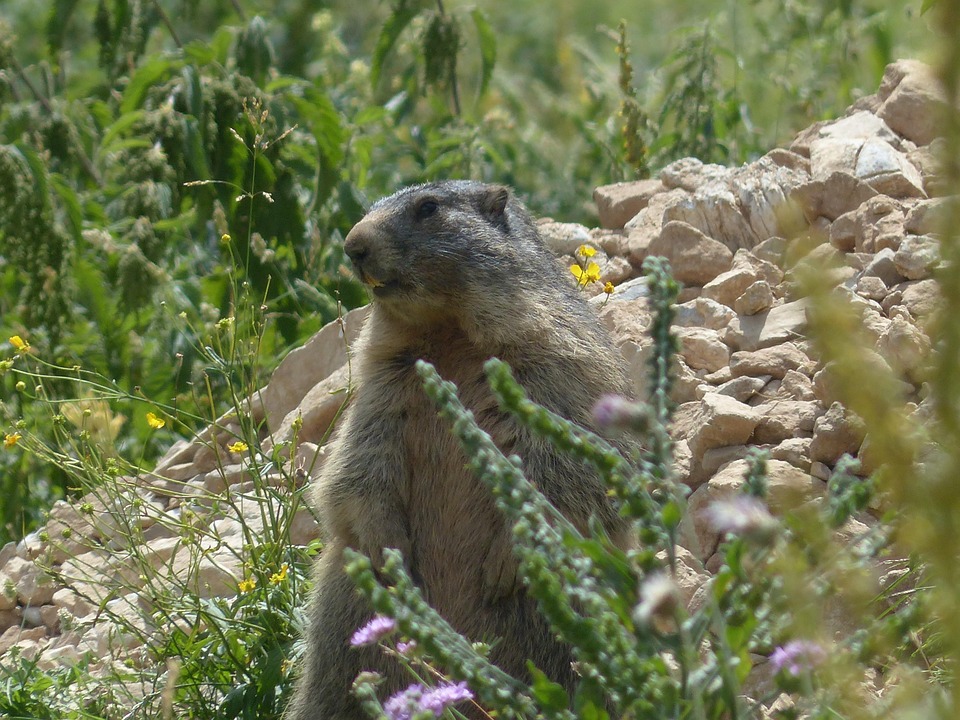 Marmota Alpina Animal Foto Gratis En Pixabay Pixabay marmota-alpina-animal-foto-gratis-en-pixabay-pixabay