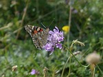 painted lady, butterfly, vanessa cardui