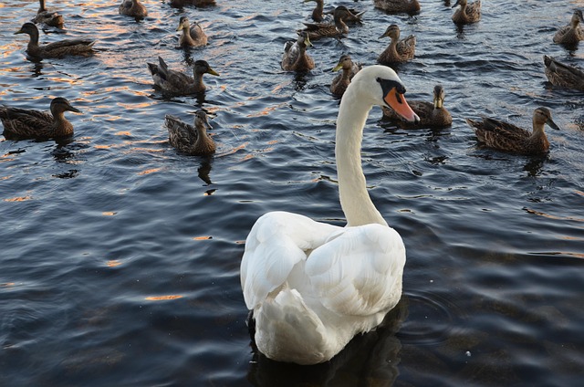 Free Duck Goose photo and picture