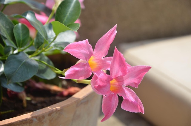 Free Flower Flowers photo and picture