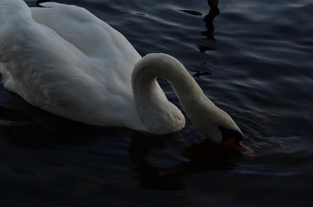 Free Water Ducks photo and picture