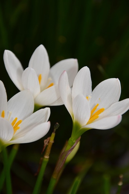 Free Floral Plants photo and picture