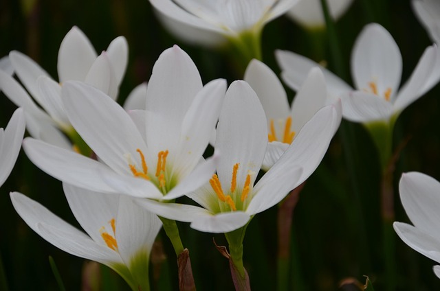 Free Flowers Tulip photo and picture