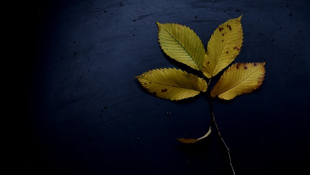 Free Leaves Autumn photo and picture