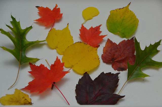 Free Screen Background Leaves photo and picture
